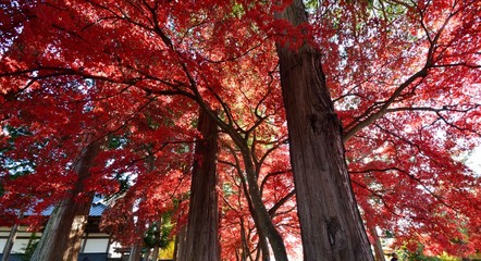 真っ赤に紅葉した楓が続くお寺の参道ー長野県茅野市の長円寺にて