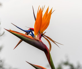 Bird of Paradise flower