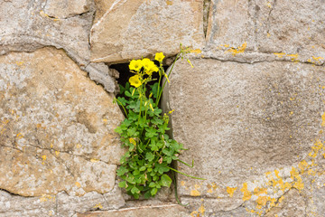 Flowers in an Ancient Stone Wall in Italy