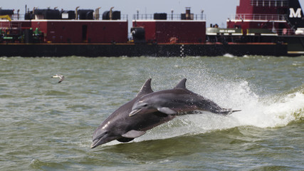 Jumping Dolphins