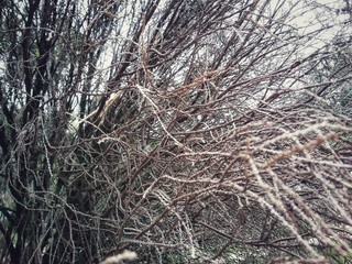 Close up dead pine tree. Selected focus.