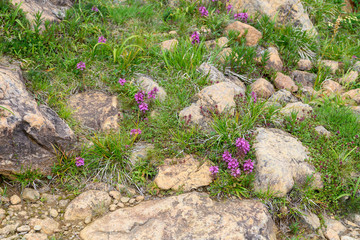 タカネシオガマ