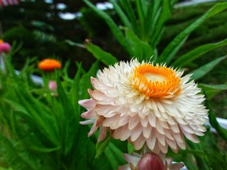  beautiful flower at Kundasang highland, Sabah, Malaysia. Close up. Selected focus.