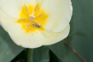 Fototapeta na wymiar Tiny white spider on a tulip. Crab spider (Thomisidae family)