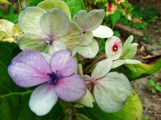  beautiful flower at Kundasang highland, Sabah, Malaysia. Close up. Selected focus.