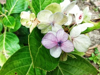  beautiful flower at Kundasang highland, Sabah, Malaysia. Close up. Selected focus.