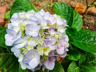  beautiful flower at Kundasang highland, Sabah, Malaysia. Close up. Selected focus.