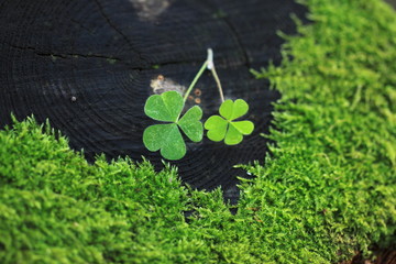 クローバー　Clover