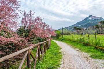 Path Along the Mediterranean Coast in Spring