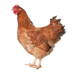Adult brown chicken isolated on white background