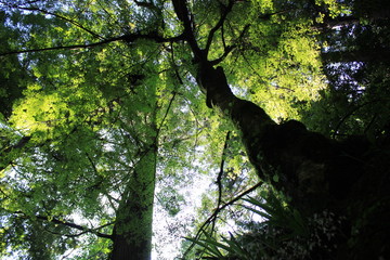Fototapeta na wymiar 森の緑　Green forest