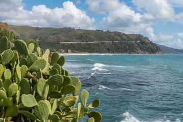 Waves Crashing and Cactus on the Coast at San Marco di Castellabate Italy