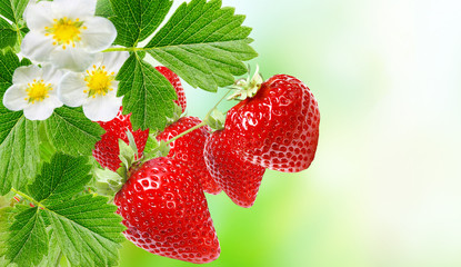 Summer fresh strawberries