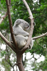 Koala on a Tree