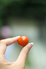 手持ちトマト