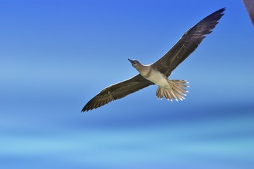 Plakat Bird flying in the skies with wings outstretched, in blue background