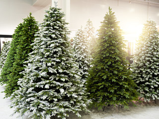 Decorative artificial christmas trees in store