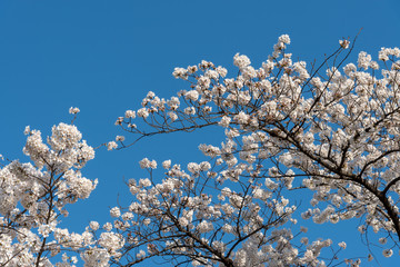Cherry blossom at Sotobori Park. a famous Tourist spot in Tokyo, Japan.