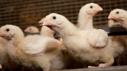 White chickens at the poultry farm. Industrial production of meat and eggs