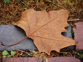 Brown maple leaf fallen to the ground on top of a brick pathway