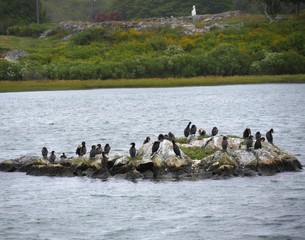  A flock of cormorants standing on a rock in the middle the water