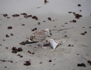 Seagull feeding on a fish it caught from the sea