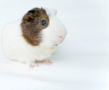 Cute guinea pig on white background.