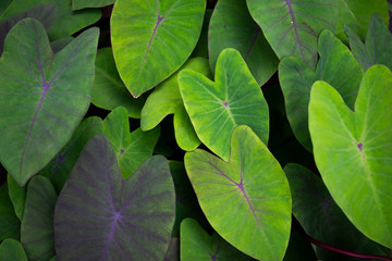 Green Bonbon leaves as a background