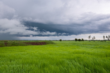 Rice field of green young plant and overcast sky of coming storm