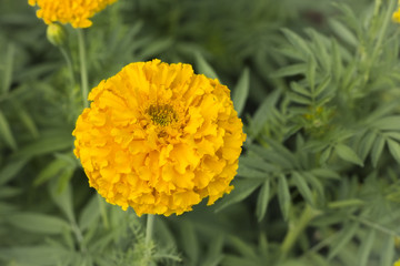 yellow Terry flower marigolds
