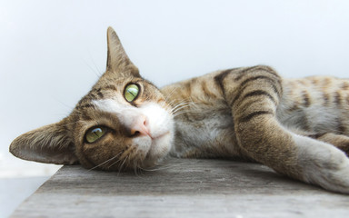 Cute cat is sleeping on wooden table.