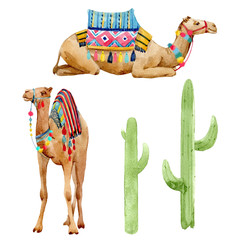 Watercolor camel illustration