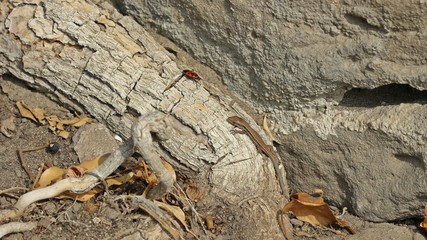 Junge Mauereidechse (Podarcis muralis brongniardii) mit Feuerwanze 