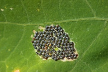 Fototapeta premium Von Erzwespen parasitiertes Gelege der Kohleule (Mamestra brassicae) 