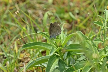 Kreuzenzian-Ameisenbläuling (Phengaris rebeli) bei der Eiablage an Kreuz-Enzian (Gentiana cruciata) 