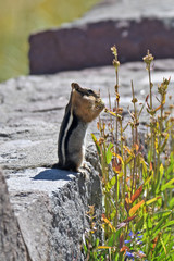 Chipmunk inspecting flowers for edible seeds