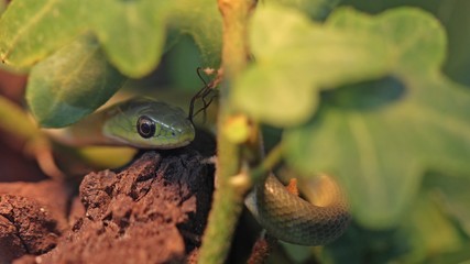 Frisch geschlüpfte Raue Grasnatter (Opheodrys aestivus) im Terrarium 
