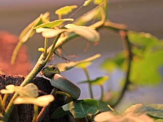 Frisch geschlüpfte Raue Grasnatter (Opheodrys aestivus) im Terrarium 
