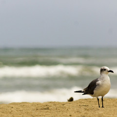 Seagull walking in the shore of the beach