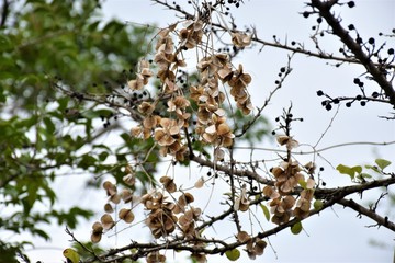 branch of a tree with white flowers