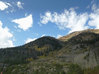 Aspen trees starting to change color in the mountains of Colorado with blue and white skies in the background. 