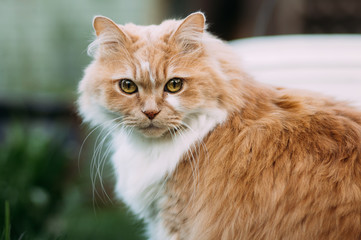 Fototapeta premium orange fluffy cat