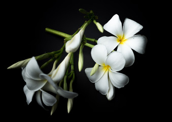 White Plumeria or frangipani in black background theme