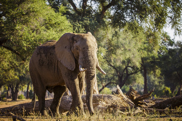 Fototapeta na wymiar An old elephant in Mana Pool National Park in Zimbawe