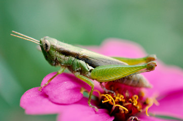 grasshopper on green leaf