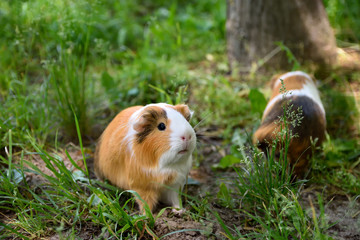 Guinea pigs in grass cloe sup