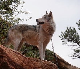 A big wolf standing on top of a ledge looking up behind him,with a chain around its neck