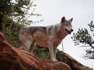 A big wolf standing on alert on top of a ledge looking straight ahead, with a chain around its neck