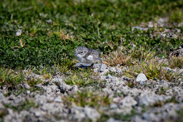 A banded dotterel baby on the gravel and grassy riverbed