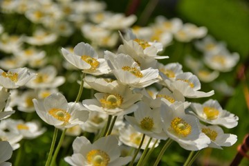 Spring flowers close up